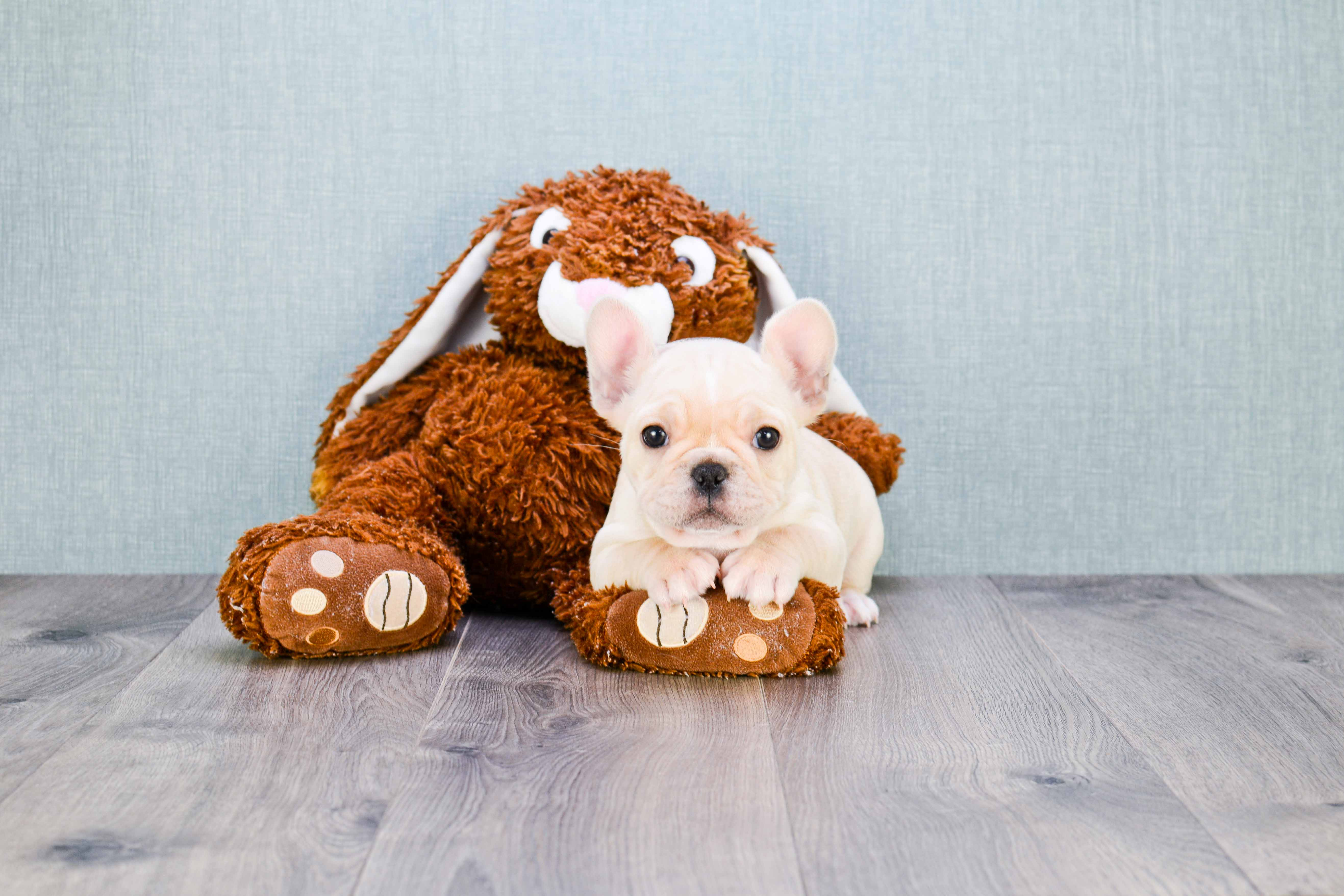 French Bulldog Puppy for Adoption