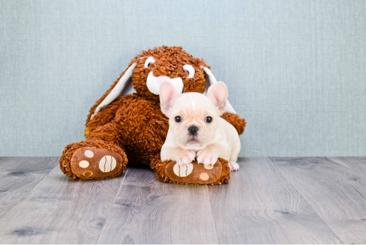 French Bulldog Puppy for Adoption