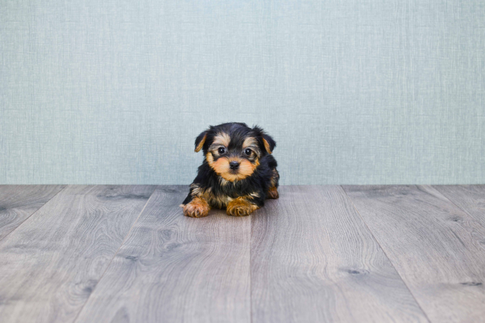 Meet Timmy - our Yorkshire Terrier Puppy Photo 