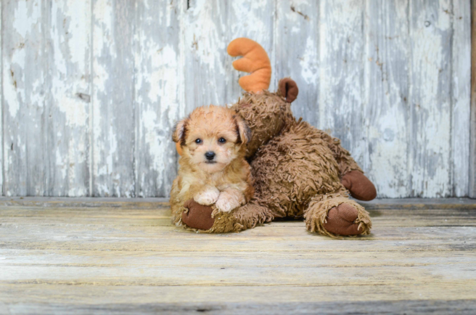 Morkie Puppy for Adoption