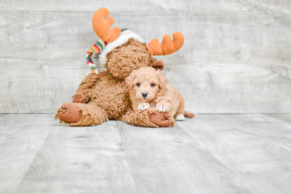 Petite Maltipoo Poodle Mix Pup