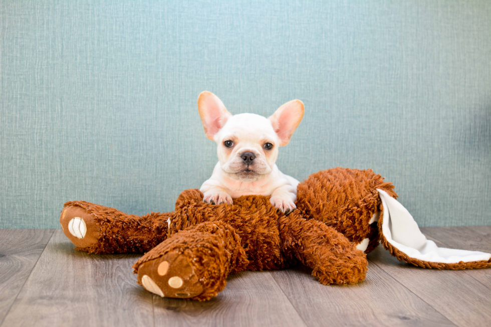 Little French Bulldog Purebred Pup