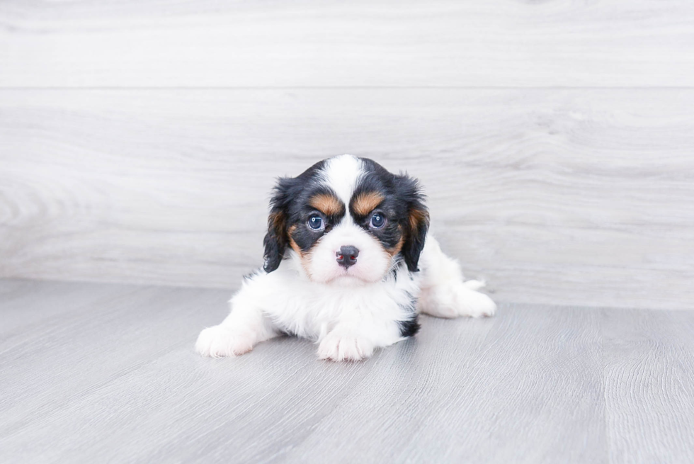 Cavalier King Charles Spaniel Puppy for Adoption