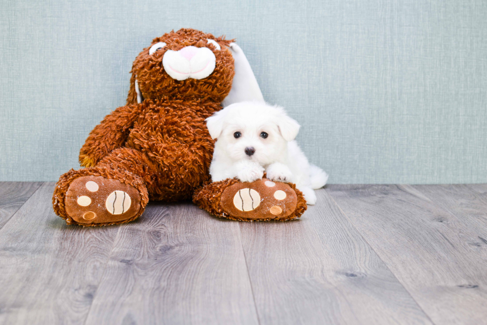 Maltese Puppy for Adoption