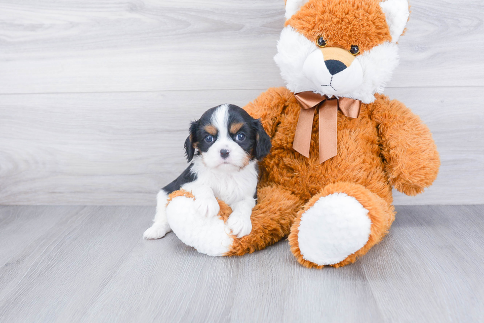 Best Cavalier King Charles Spaniel Baby