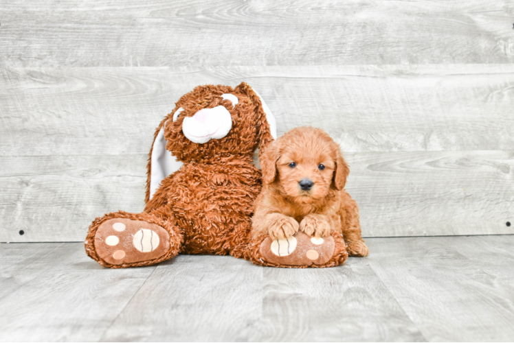 Cute Mini Goldendoodle Baby