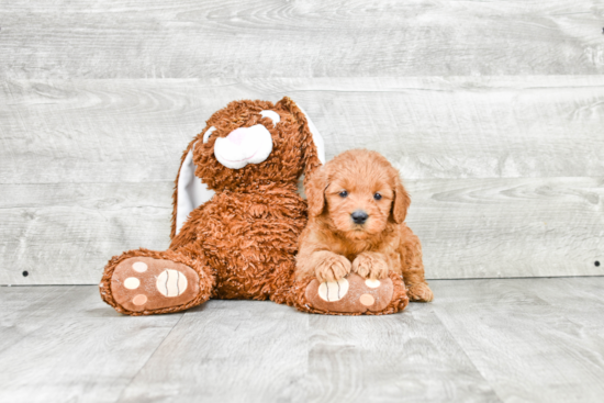 Cute Mini Goldendoodle Baby