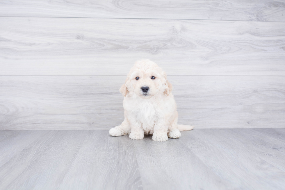 Mini Goldendoodle Pup Being Cute