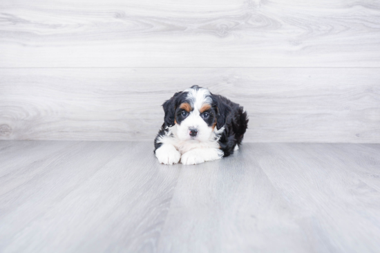 Little Bernadoodle Poodle Mix Puppy