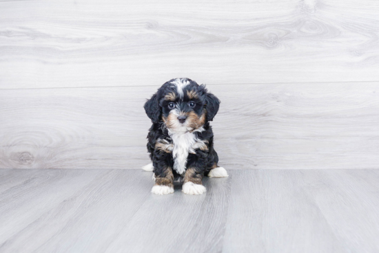 Best Mini Bernedoodle Baby