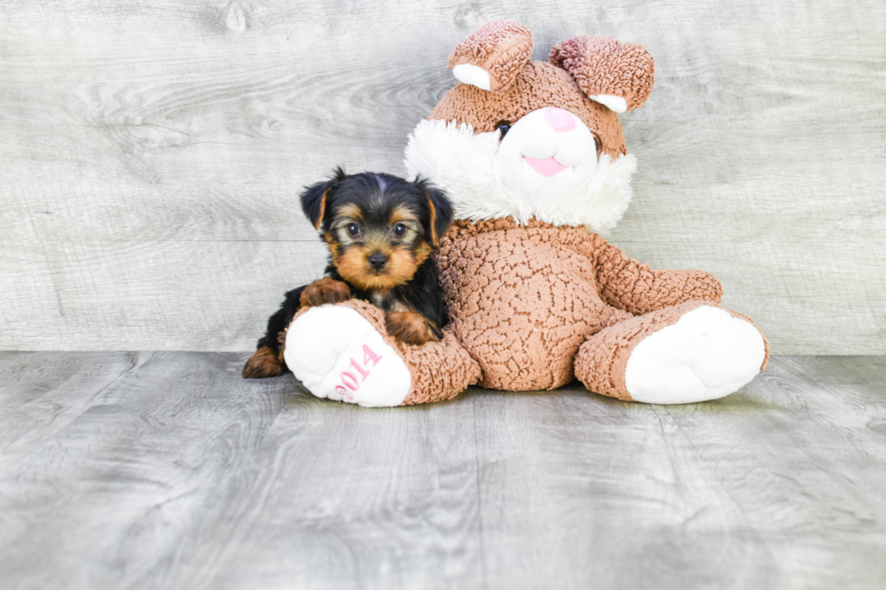 Meet Jeremy - our Yorkshire Terrier Puppy Photo 