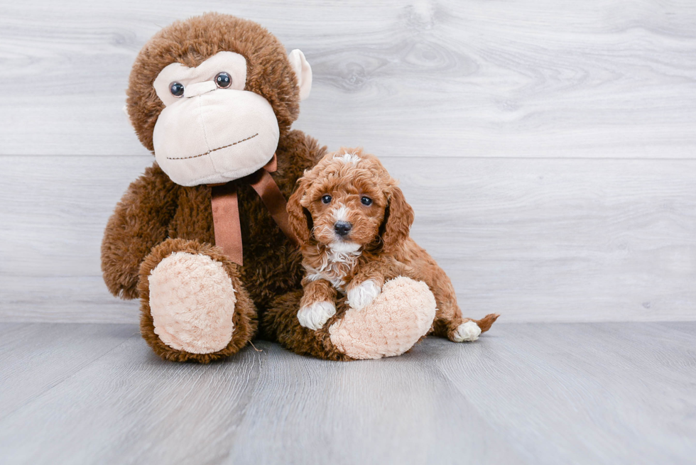 Best Mini Goldendoodle Baby