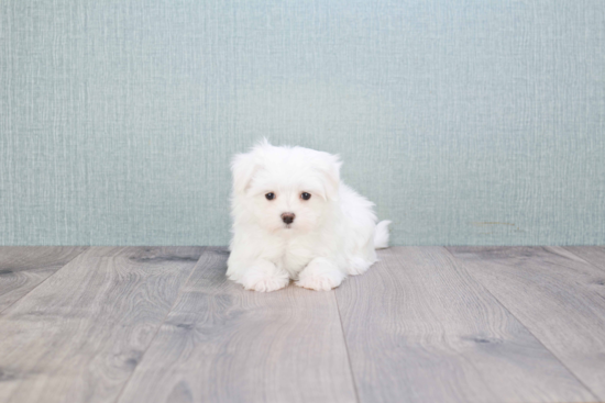 Maltese Pup Being Cute