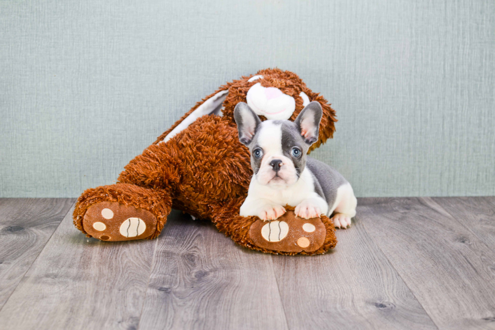 French Bulldog Puppy for Adoption