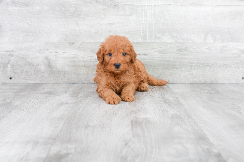 Small Mini Goldendoodle Baby