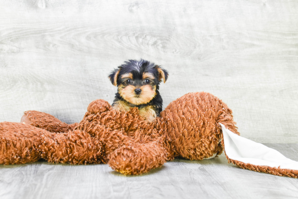 Meet Rebecca - our Yorkshire Terrier Puppy Photo 