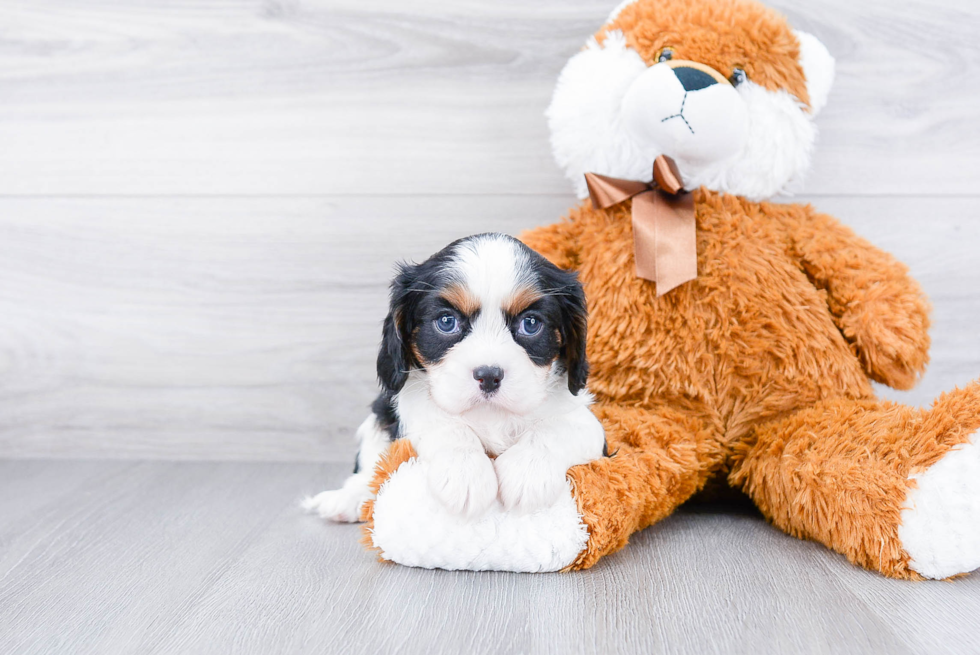 Cavalier King Charles Spaniel Pup Being Cute