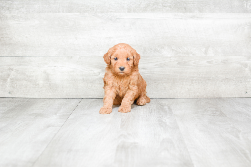 Petite Mini Goldendoodle Poodle Mix Pup