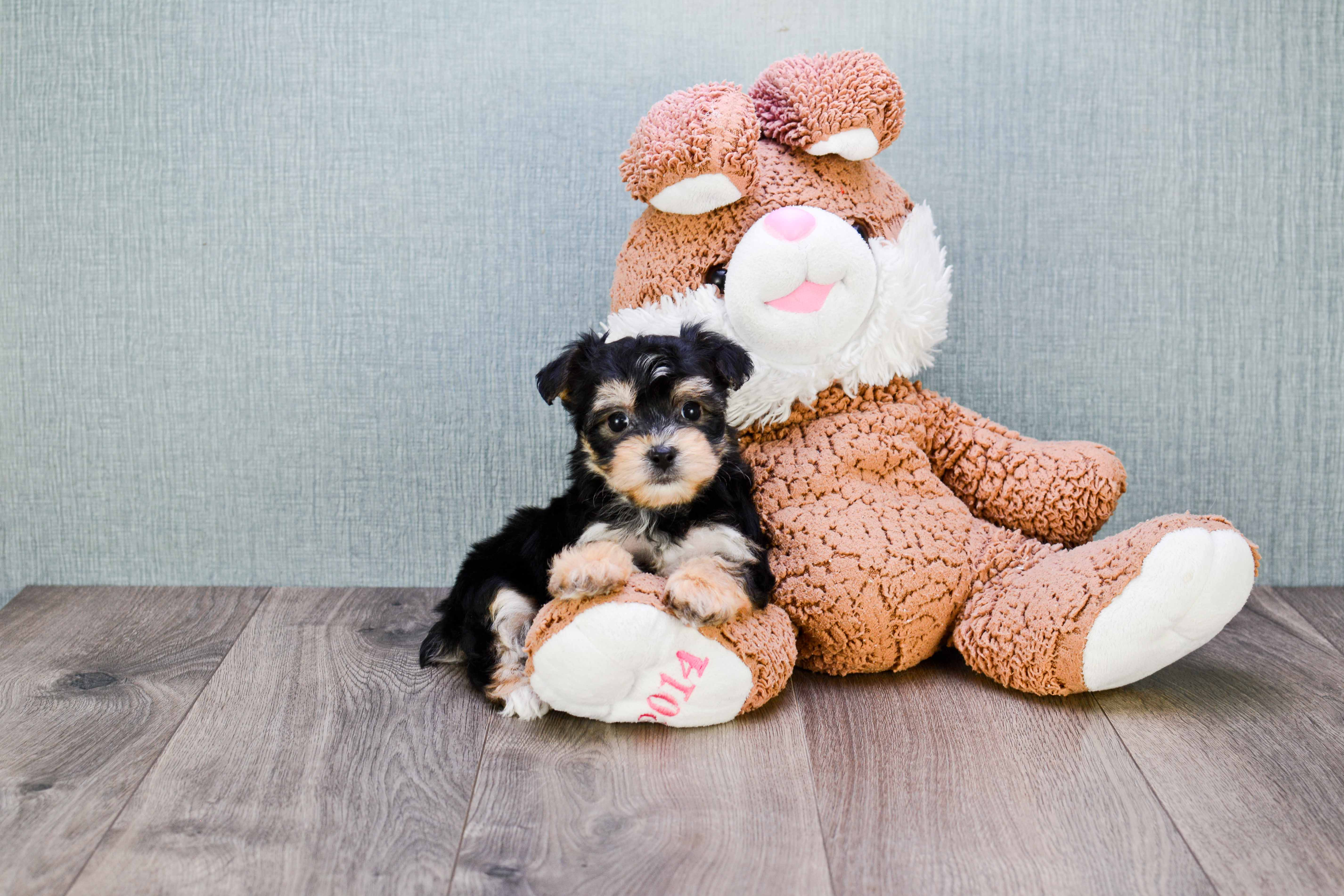 Morkie Puppy for Adoption