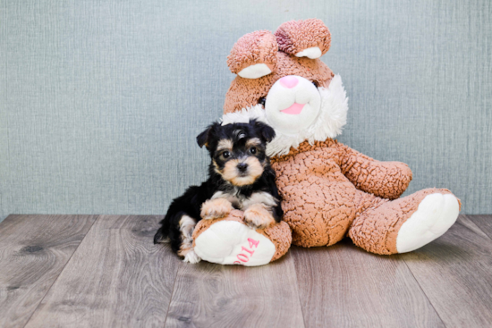 Morkie Puppy for Adoption