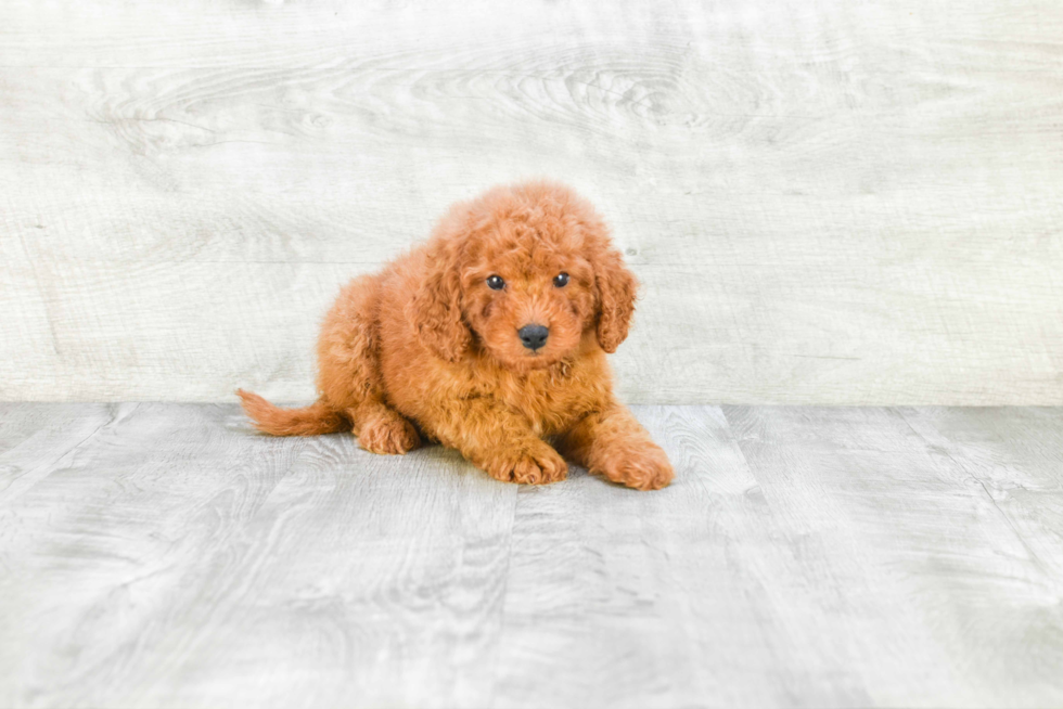 Funny Mini Goldendoodle Poodle Mix Pup