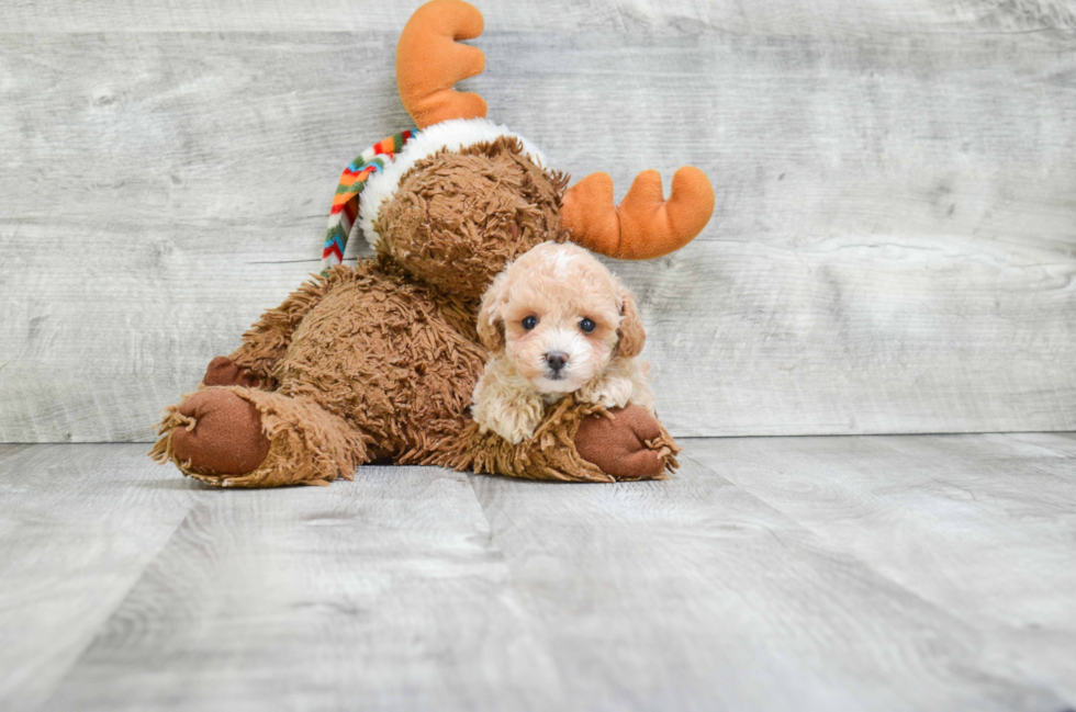 Small Poodle Purebred Pup