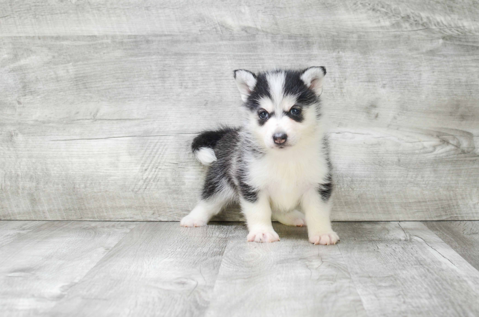 Best Pomsky Baby