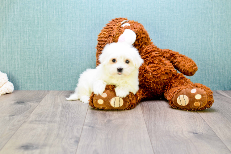 Hypoallergenic Maltese Purebred Pup