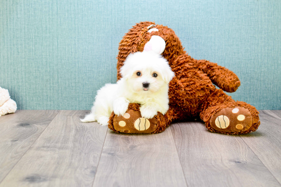 Hypoallergenic Maltese Purebred Pup