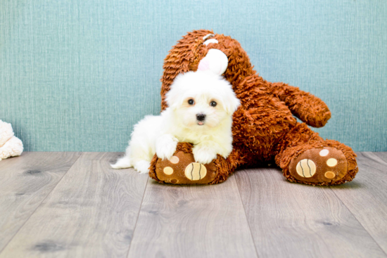 Hypoallergenic Maltese Purebred Pup