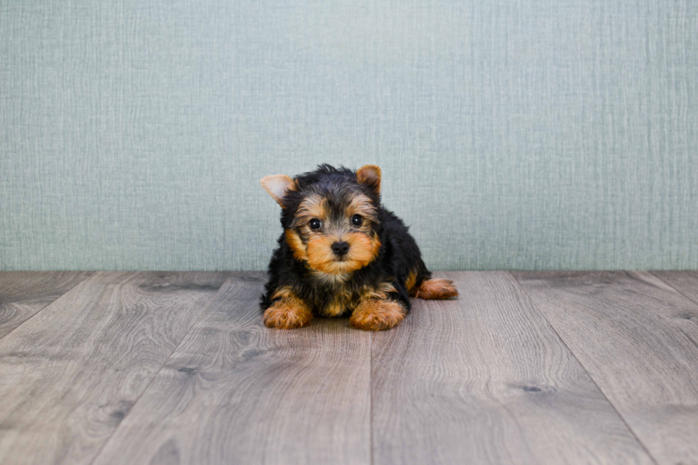 Meet Rascal - our Yorkshire Terrier Puppy Photo 