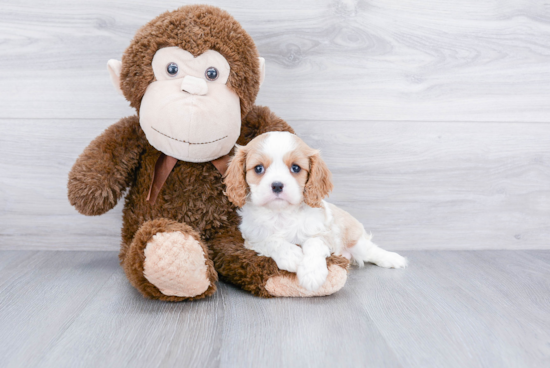 Best Cavalier King Charles Spaniel Baby