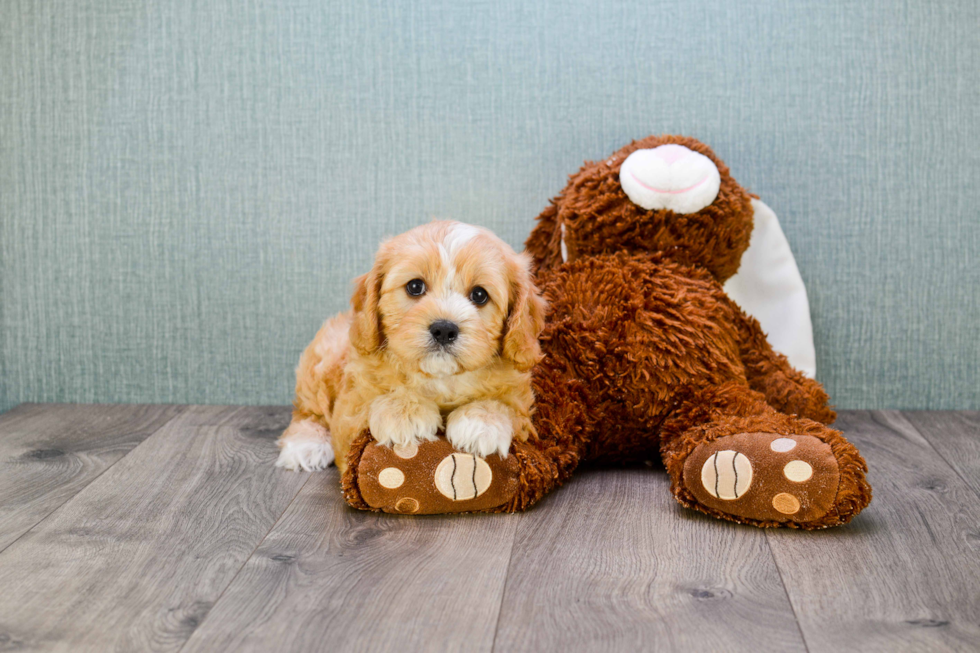 Best Cavapoo Baby