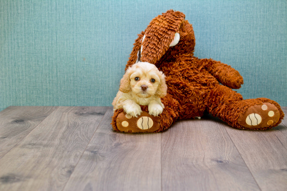 Cavapoo Puppy for Adoption