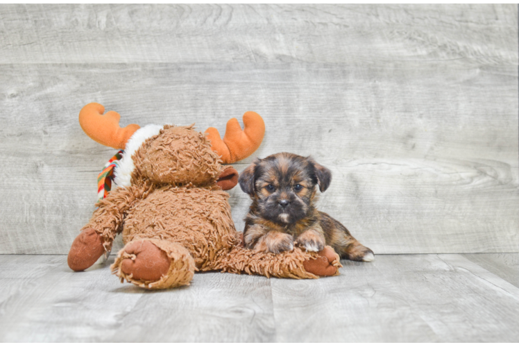 Fluffy Shorkie Designer Pup