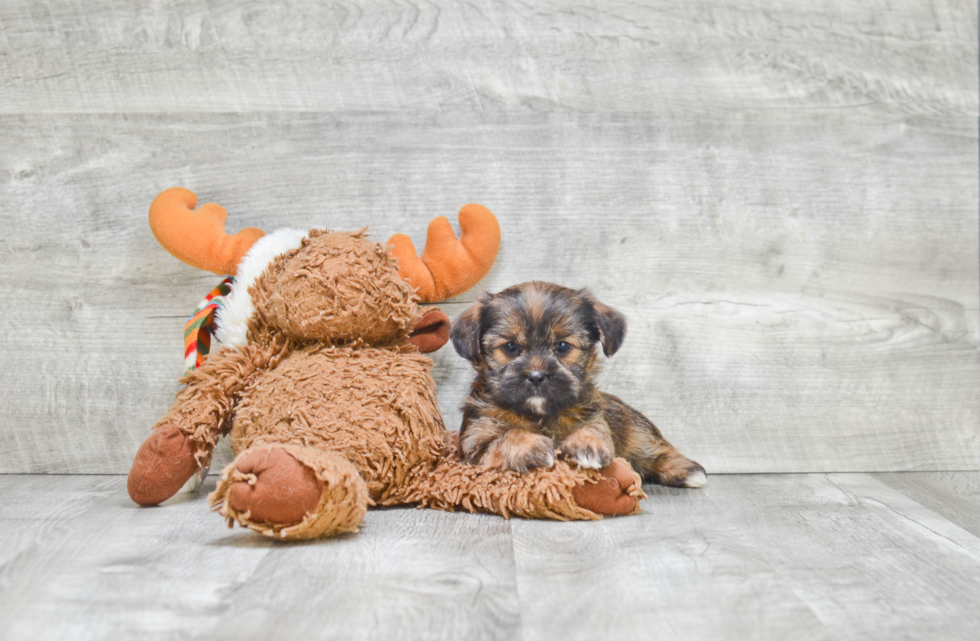 Fluffy Shorkie Designer Pup