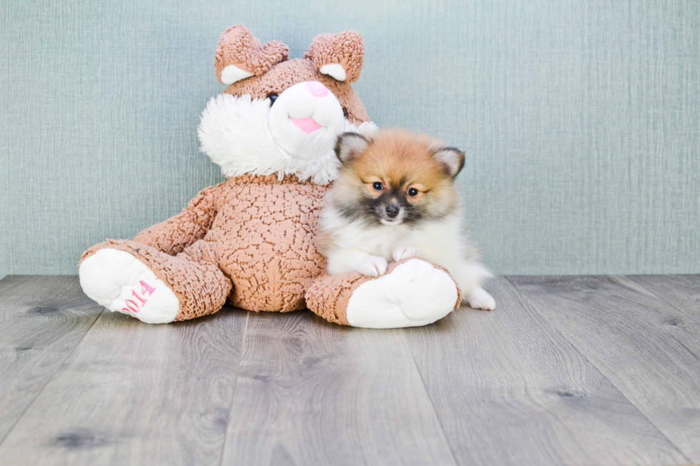 Pomeranian Pup Being Cute