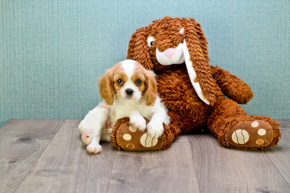 Cavalier King Charles Spaniel Puppy for Adoption