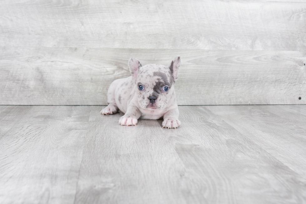 Best French Bulldog Baby