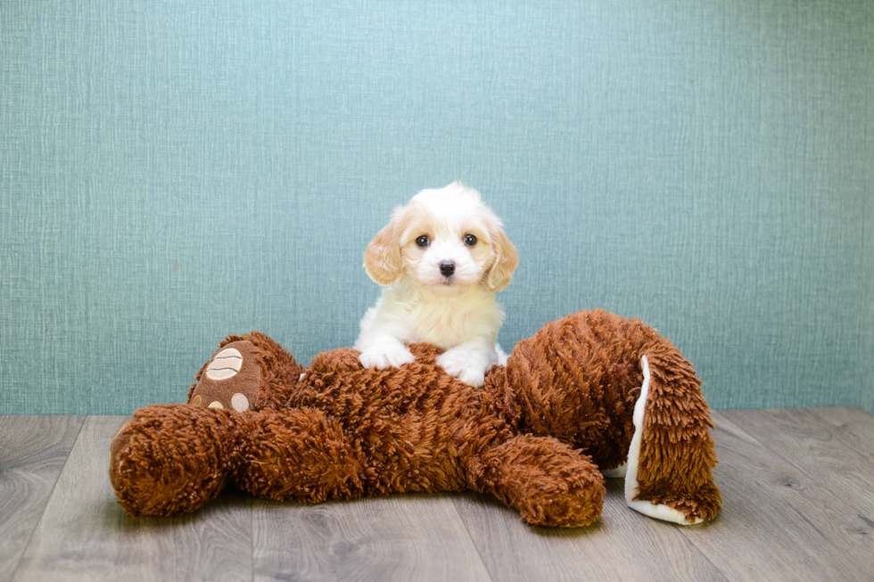 Cavachon Pup Being Cute