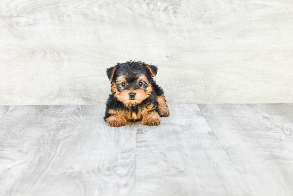 Meet Twinkle - our Yorkshire Terrier Puppy Photo 