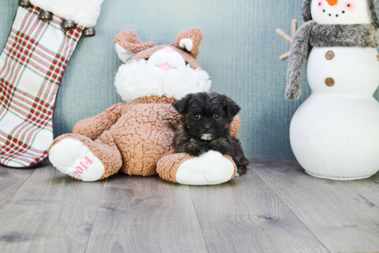 Morkie Pup Being Cute