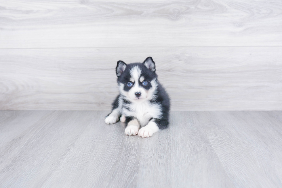 Best Pomsky Baby