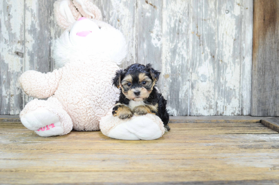 Little Yorkie Designer Puppy