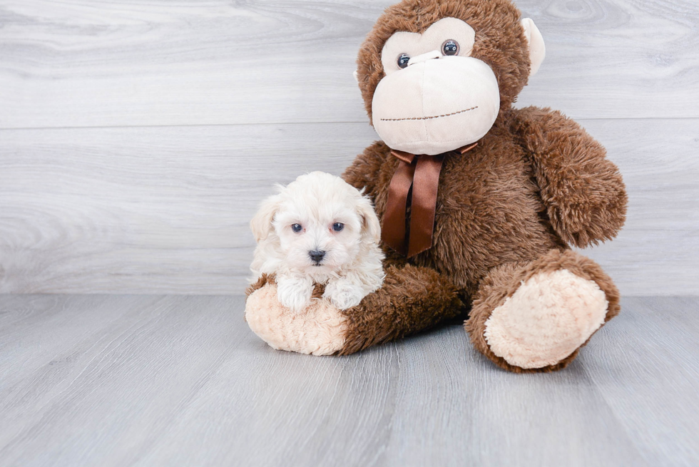 Smart Maltipoo Poodle Mix Pup