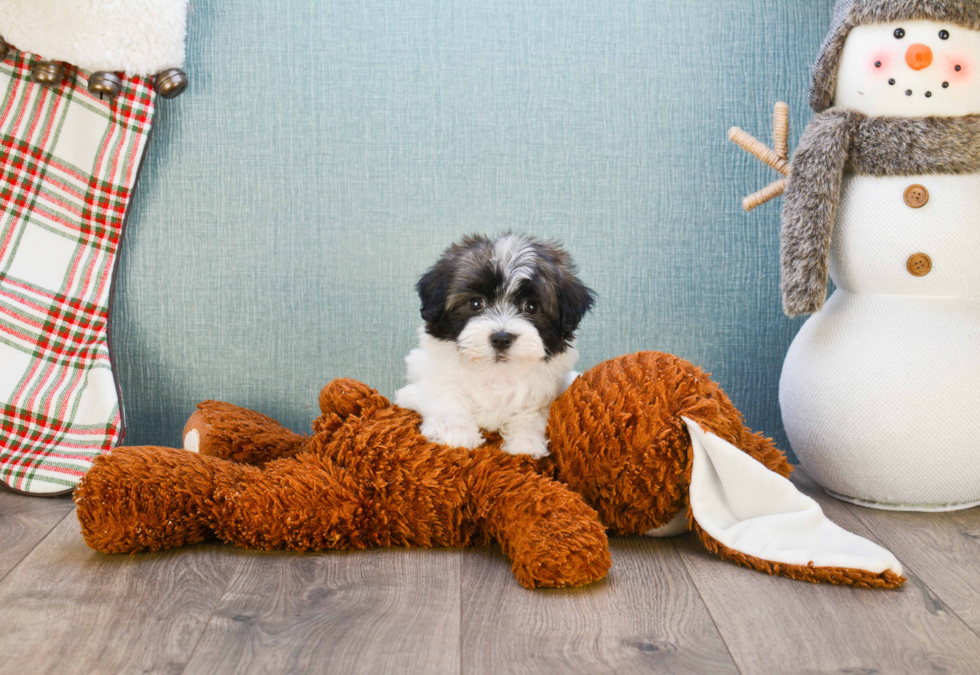 Havanese Pup Being Cute