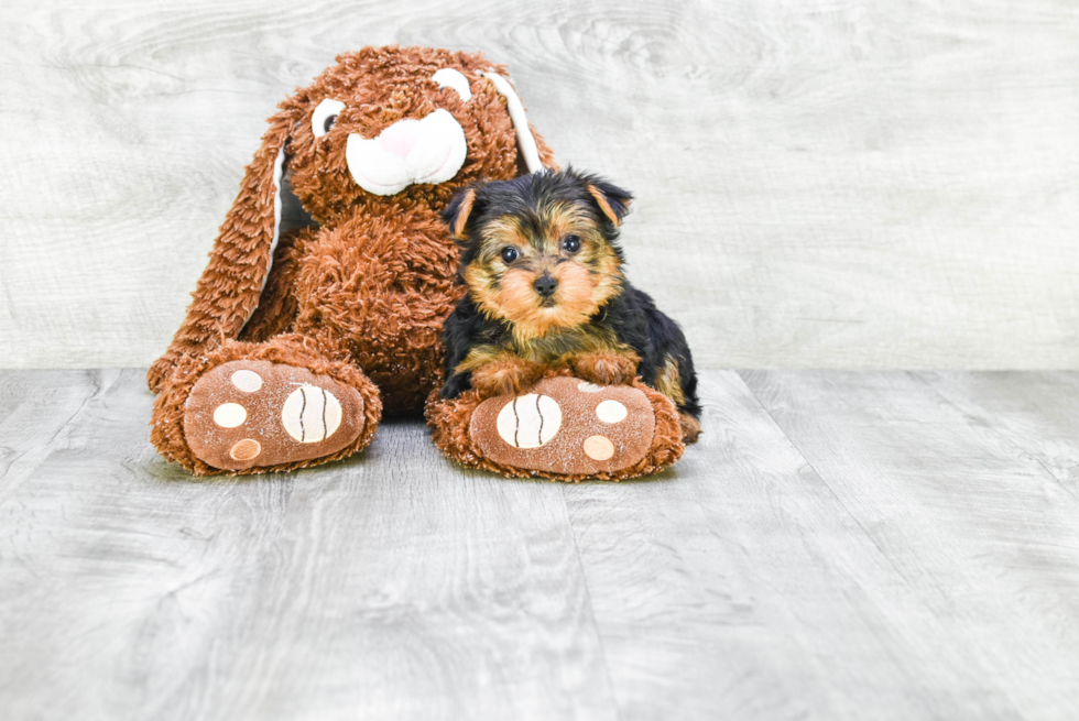 Meet Beckham - our Yorkshire Terrier Puppy Photo 