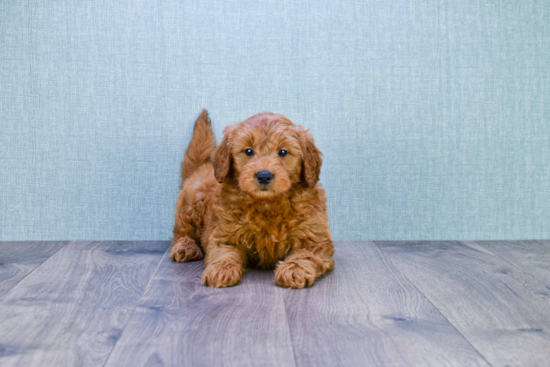 Smart Mini Goldendoodle Poodle Mix Pup