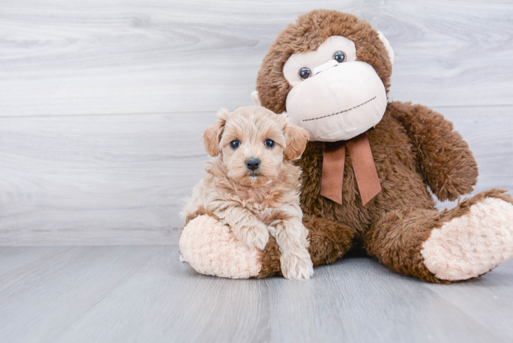 Hypoallergenic Maltese Poodle Poodle Mix Puppy