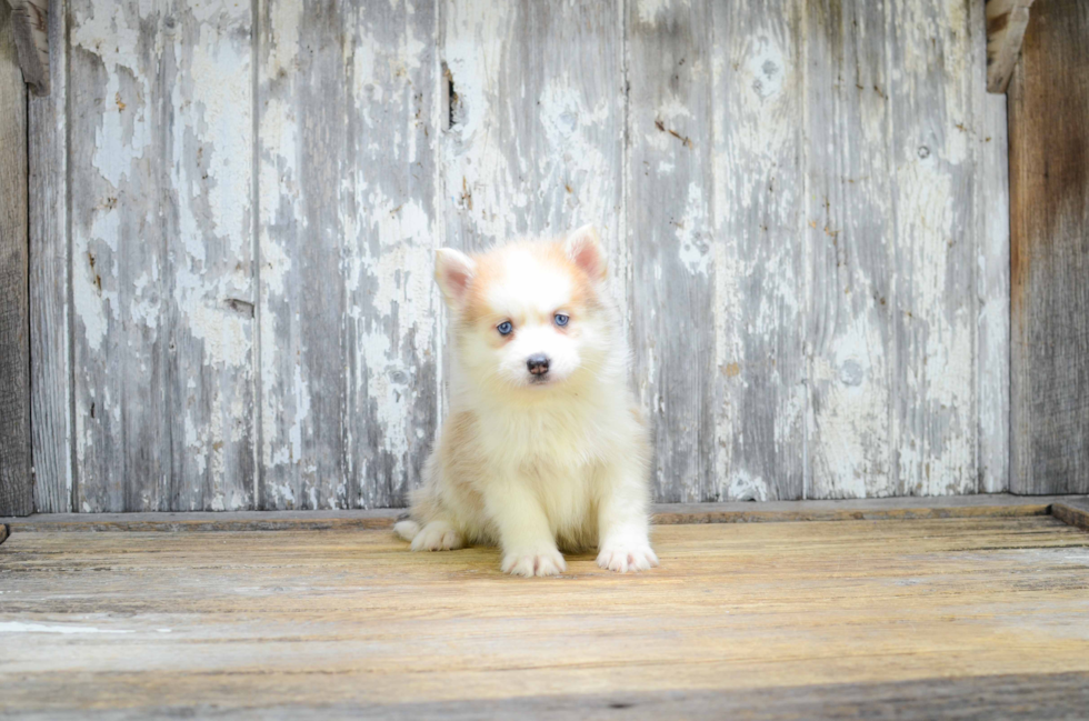 Pomsky Puppy for Adoption